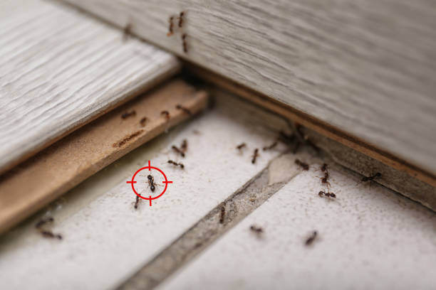 Best Affordable Pest Control Services  in Lake Odessa, MI