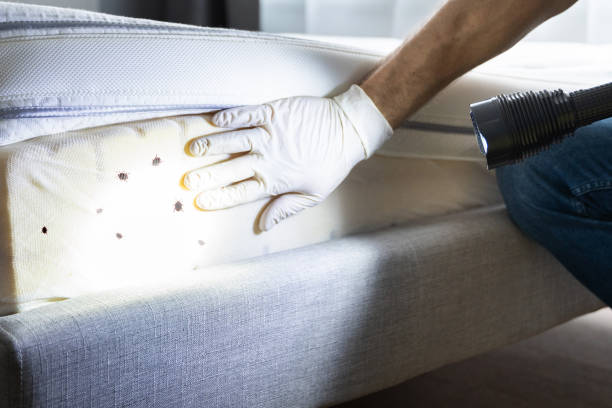 Best Termite Control Services  in Lake Odessa, MI