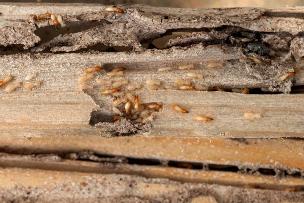 Best Mosquito Control Services  in Lake Odessa, MI